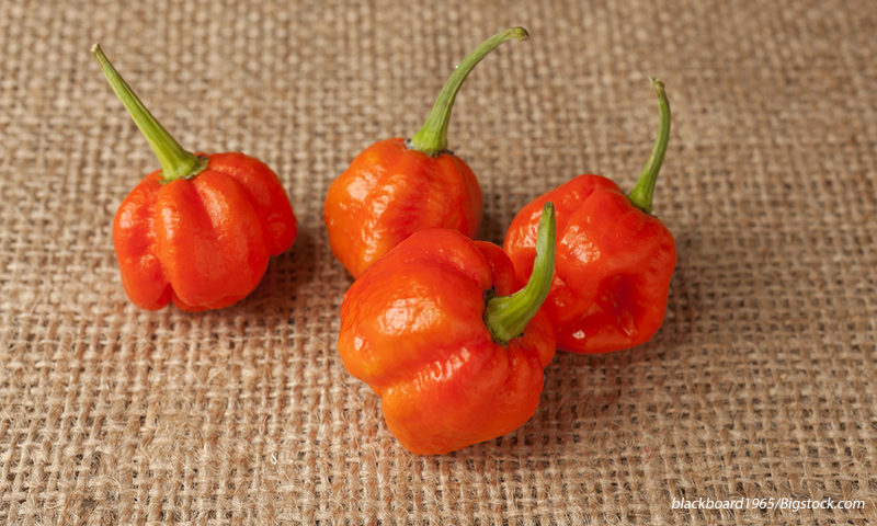 Trinidad Moruga Scorpion